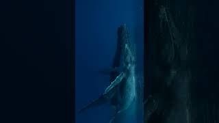 Humpback Mother And Calf Resting At The Surface In Tonga