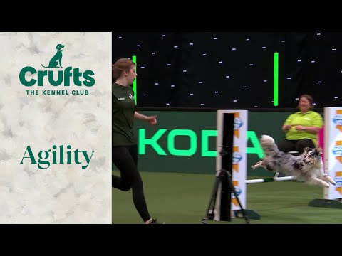 Agility - Championship - Small/Medium Final | Crufts 2024