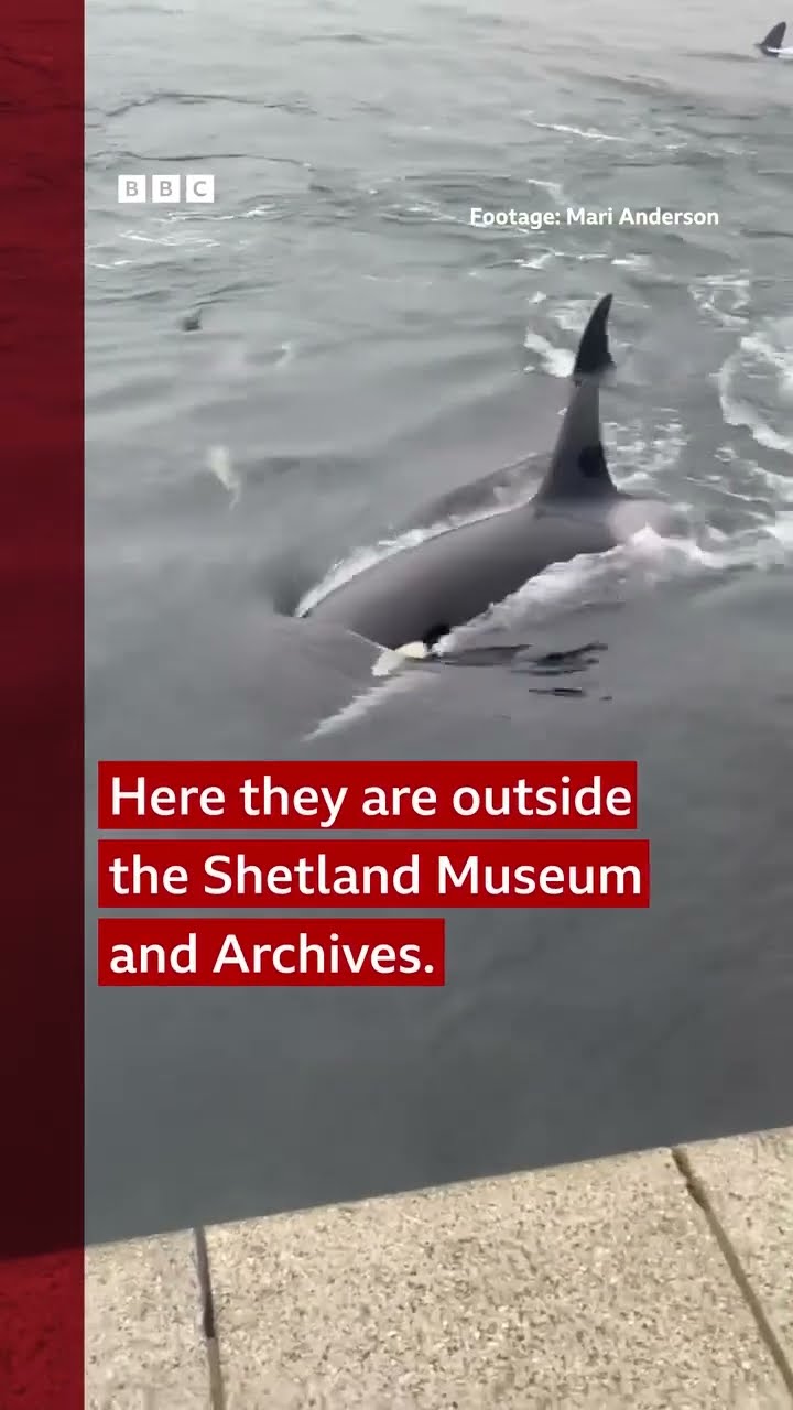 A pod of orcas has caused a stir by swimming up alongside onlookers