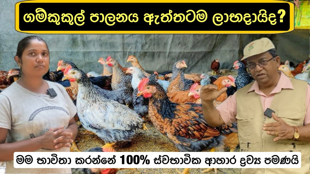 ගම්කුකුල් පාලනය ඇත්තටම ලාභදායිද? 🐓/ Profitably Poultry Farming 🐔🐓 #livestock #farming #poultry