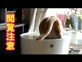アイリスオーヤマ 「上から猫トイレ」を使って一ヶ月経ちました【食事中の方は閲覧注意】