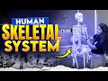 Human Skeleton System | Bones | Cartilage | Skeleton System | BSC Nursing | ANM &amp; GNM #bscnursing