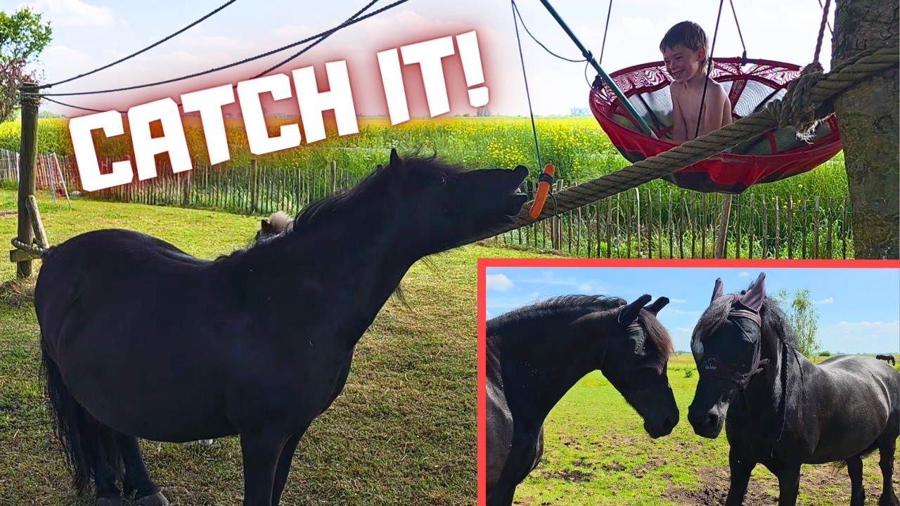 Carrot Game!🥕 | Teije Rein Driving, Riding Together & Horses Staying Out Overnight | Friesian Horse
