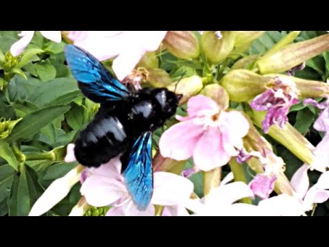 Video: Isolasi Peptida Yang Aktif Secara Biologis Dari Racun Lebah Kayu Jepang, Xylocopa Appendiculata