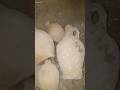 كنوز مفقوده تثبيت مدفن ملكي مليء بالكنوز
