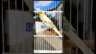 Canary Singing Training Male | Canary Pronunciation #canarytraining #kenari #galerikenariindonesia