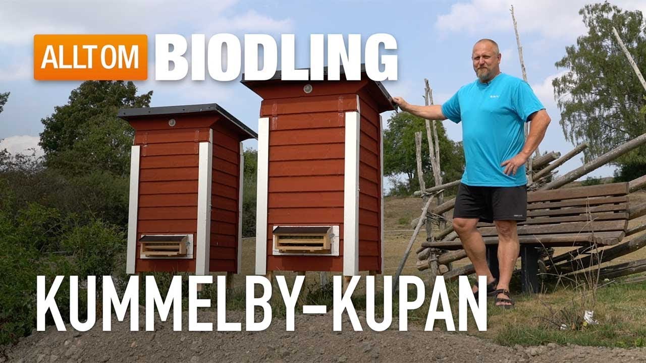 Kummelby-kupan - Bikupa - Biodling
