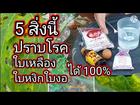 สูตร แก้โรค ใบเหลือง ใบหงิกใบงอ ในพืชหายแบบสิ้นซาก