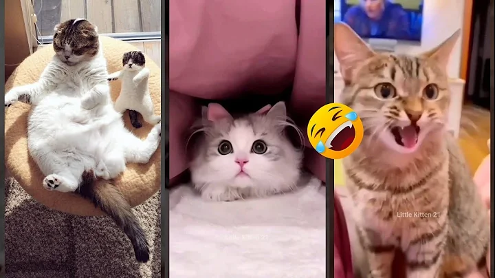 Video 10992731: funny cat talking, cat talking sound, cats talking baby, funny cat drawing, amazing funny cats, cathouse