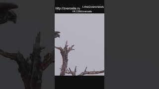 Египетские гусята выпрыгивают из гнезда на дереве
