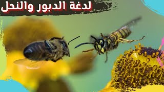 ايه الفرق بين لدغة الدبور و لسعة النحل ؟ ( مين اخطر )