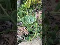 【多肉植物】ウワァって言っちゃっていいリアルな花壇ですぞぉ【succulent】