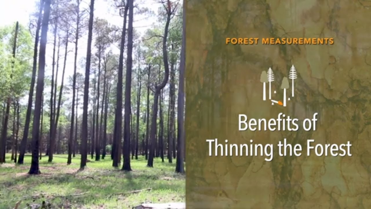 Forest Measurements: Benefits of Thinning the Forest - YouTube