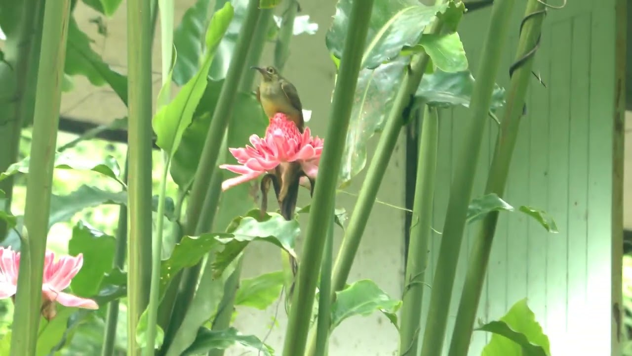 Большая желтощекая нектарница пауколовка  (Arachnothera flavigaster) Spectacled spiderhunter