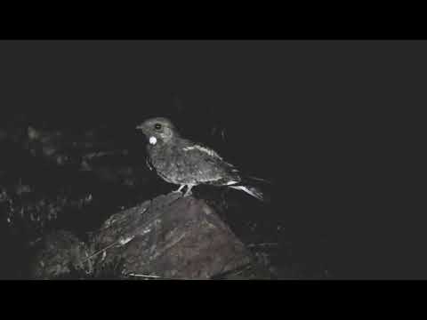 Savanna nightjar