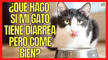 ¿Son buenos los huevos revueltos para los gatos con diarrea?