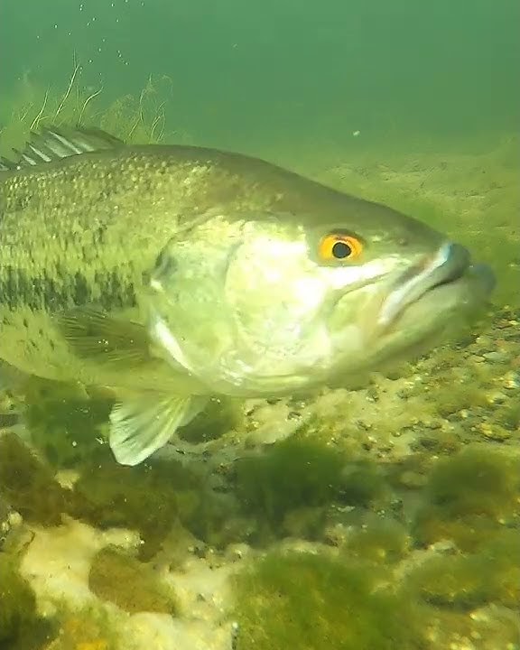 Download lagu BASS CHOKES BLUEGILL!! 😳 #shorts