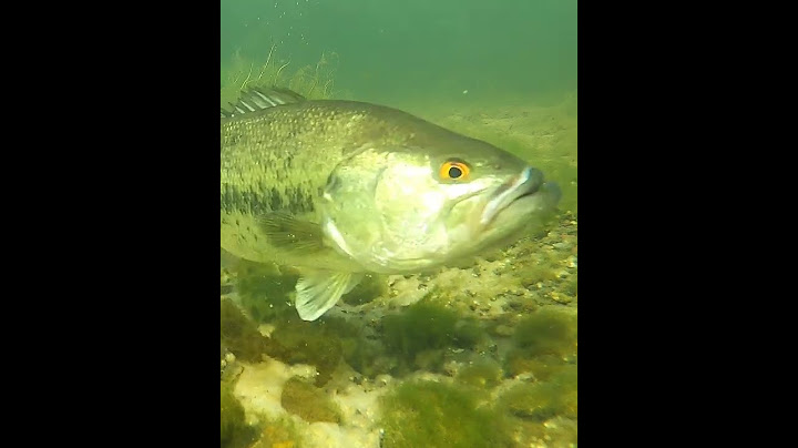 BASS CHOKES BLUEGILL!! 😳 #shorts