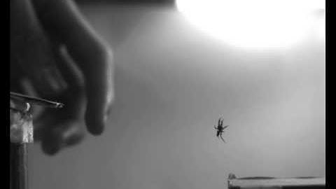 Jumping spiders use stabilising draglines (2 of 3)