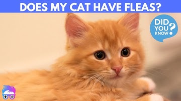 How Do I Know If My Cat Has Fleas? Don