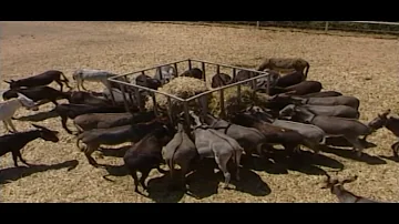 The Dachshund Doggy | Animal Anthology Episode 04