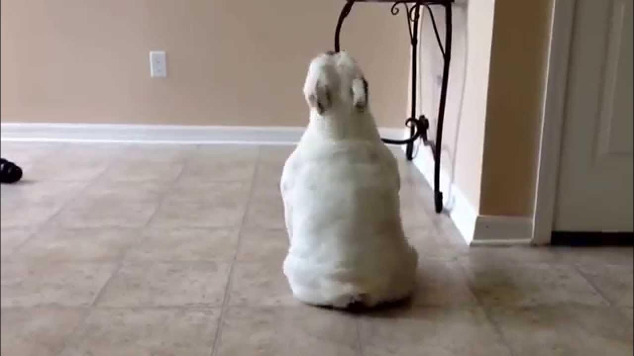 English Bulldog scratching her butt. YouTube