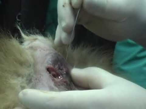 Video: Evcil Hayvanlarda Kulak Ucu Yaralanmaları