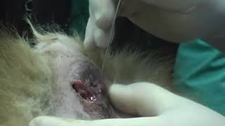 Buzilgan ginekologiya toliq metrajli film