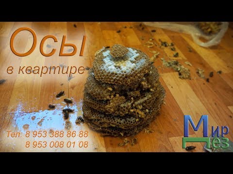 МирДез, Осы в квартире. (2019г) 20