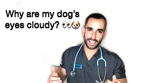 Why do white dogs go blind?