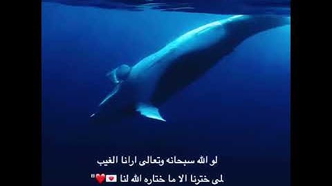 يدبر الأمر من السماء إلى الأرض القارئ عبدالرحمن مسعد