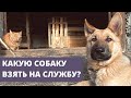 Выпуск #4 | Какую породу собак приобретать фермерам? | Гоу на ферму