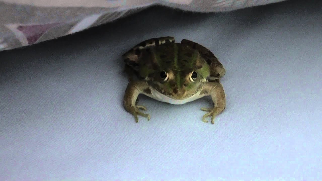 Frogs and stink bugs in italian hotel room YouTube