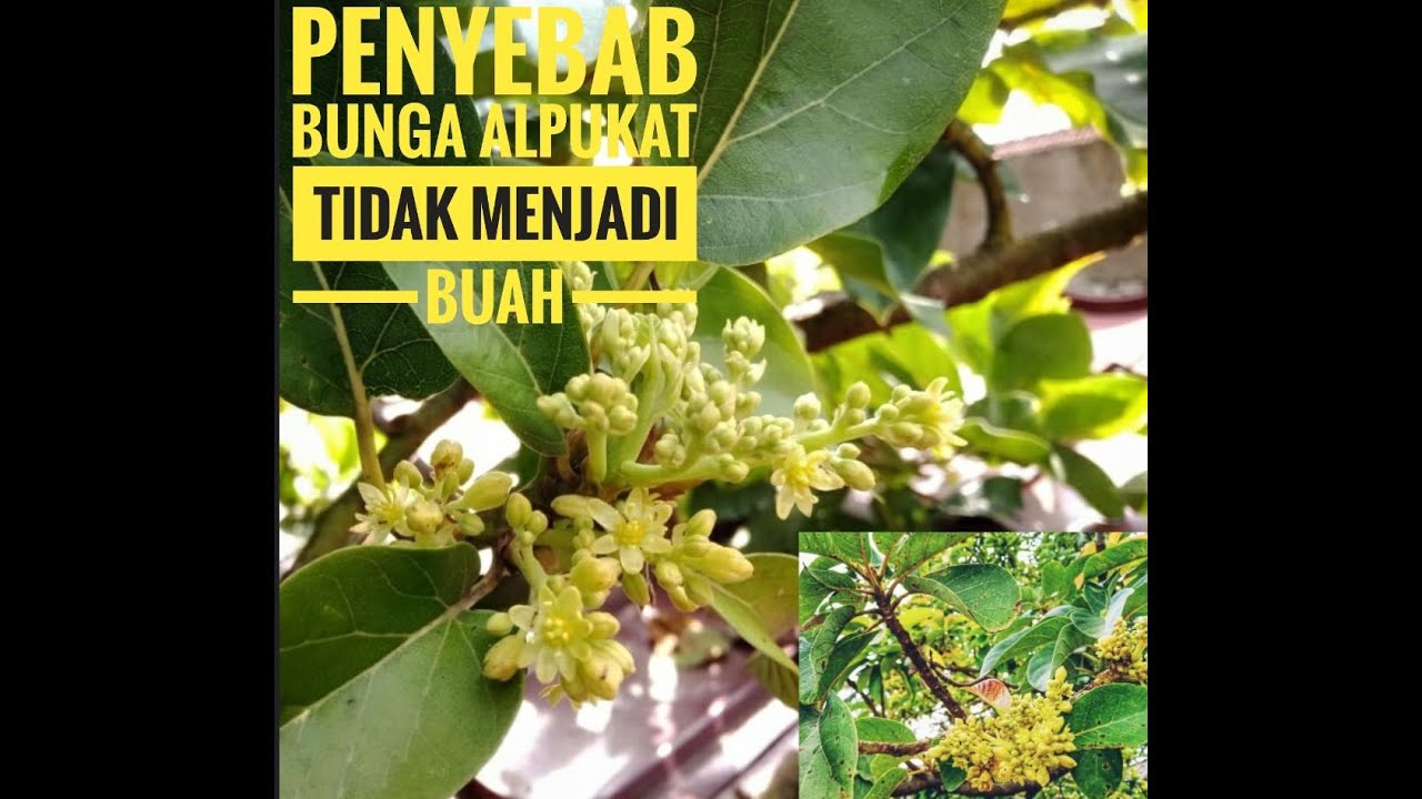 Penyebab bunga alpukat tidak menjadi buah dan cara mengatasinya