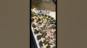 W Carpet Python