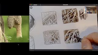 How to Draw Bird Nests