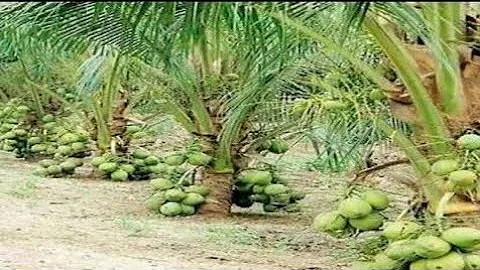 Wow Amazing Coconut Tree Fruits 🌴Amazing New Agriculture Technology / Amazing factory coconut
