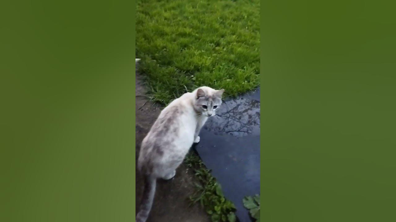 #дача #кошки - YouTube