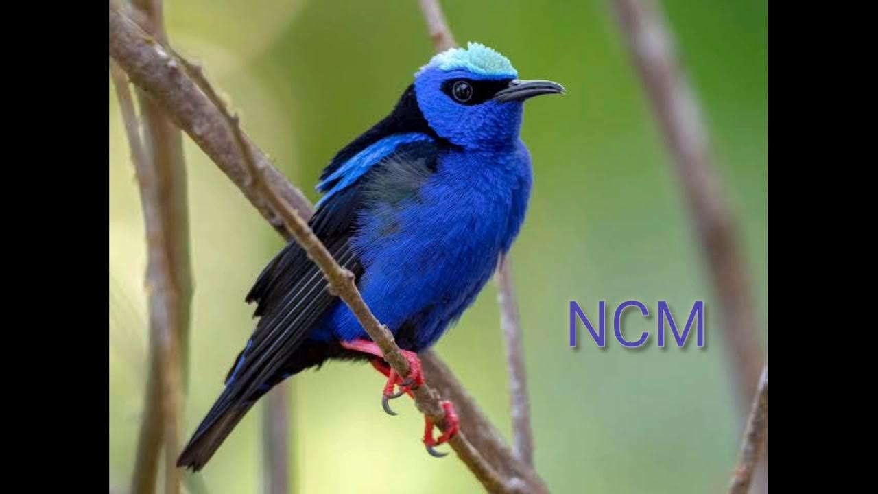 Birds sound effect | Royalty free music | Theoden Sounds | NCM - YouTube