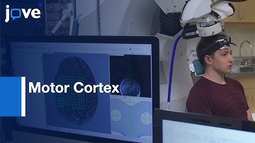 Motor Cortex Modulation and Robotic Mapping in Developing Brain | Protocol Preview