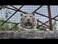 Раджа на своем наблюдательном пункте! Тайган White tiger