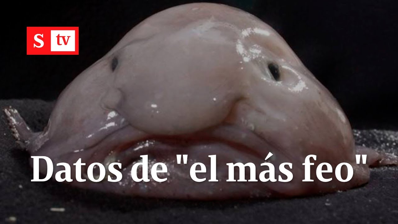 Síntesis de 17 artículos como se llama el animal mas feo del mundo Síntesis de 17 artículos como se llama el animal mas feo del mundo