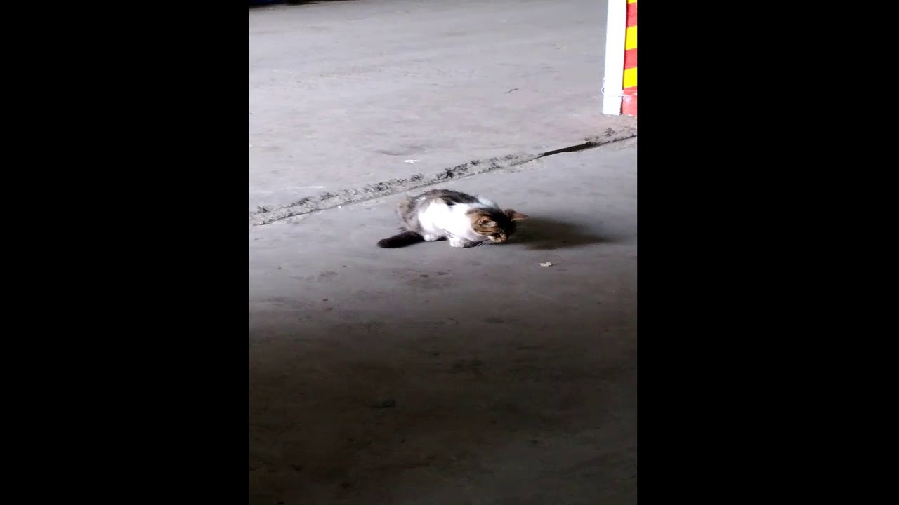 Watch a cat eating a butterfly YouTube