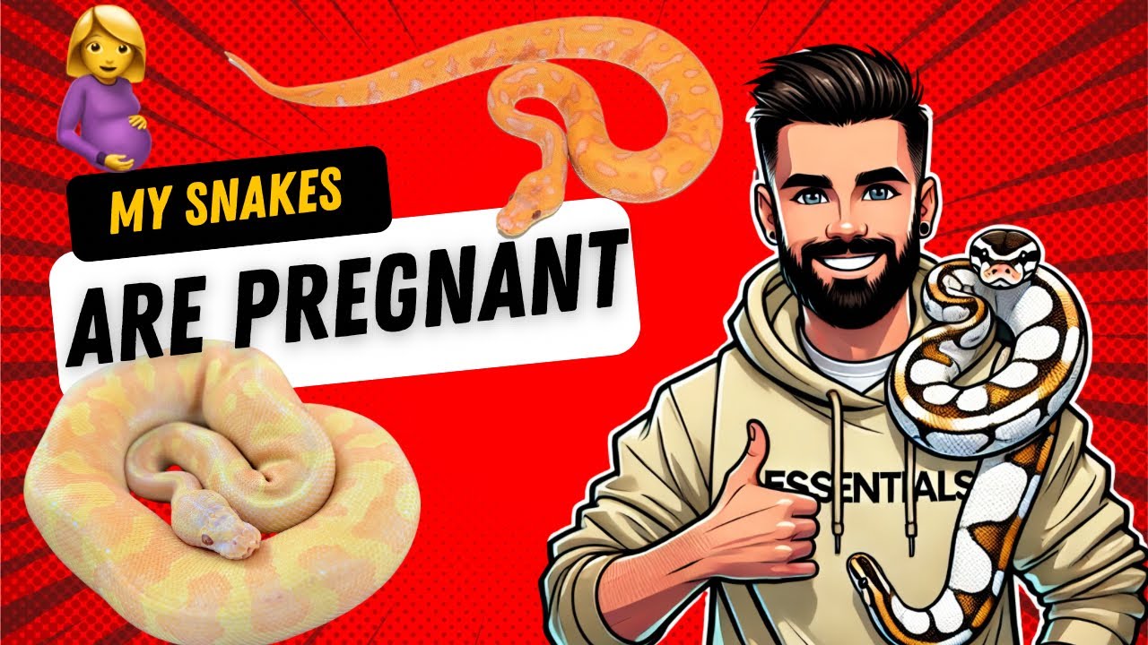 WE HAVE BALL PYTHON EGGS ON THE WAY!!!! - YouTube