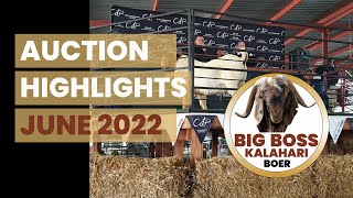 Auction Highlights - Bosveld Boerbok Klub June 2022