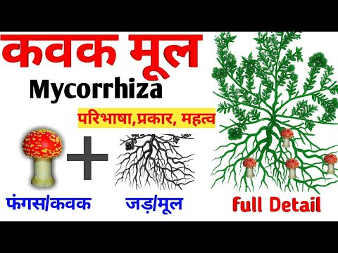 वीडियो: Mycorrhizae क्या है: Mycorrhizal कवक और पौधों के बारे में जानें