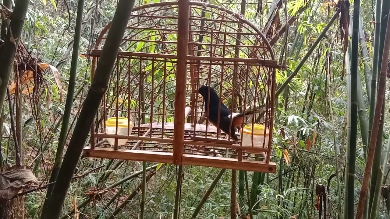 Chòe Lửa Mồi Gọi Bổi - Dụ Bổi