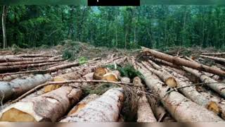 Production écrite sur les causes et les conséquences de la déforestation اسباب و نتائج إزالة الغابات