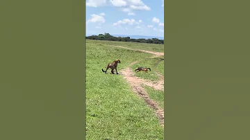 Tanzania S Wildest Chase Cheetah Vs Honey Badger You Won T Believe Who Wins 