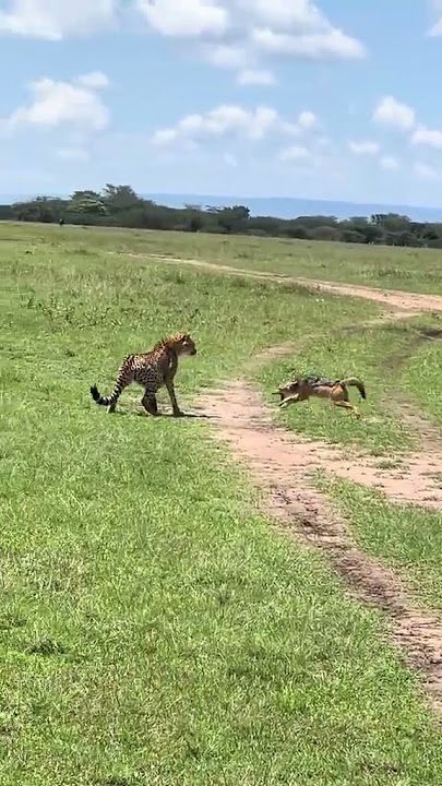 ‣ Tanzania’s Wildest Chase! Cheetah vs Honey Badger – You Won’t Believe Who Wins!